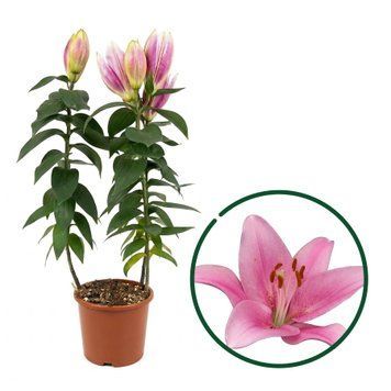 Лілія горщикова IND-LILY-POT фото