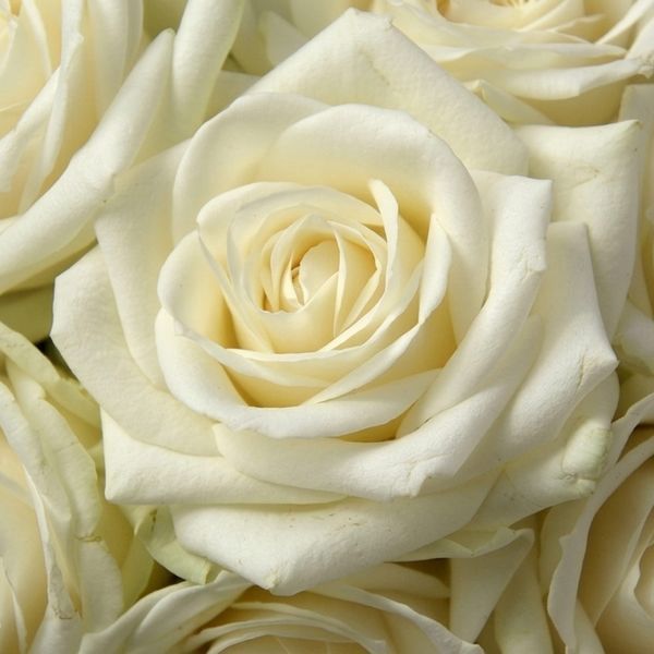 Троянда White Chocolate (Білий шоколад) ROS-CL-WCHOC фото