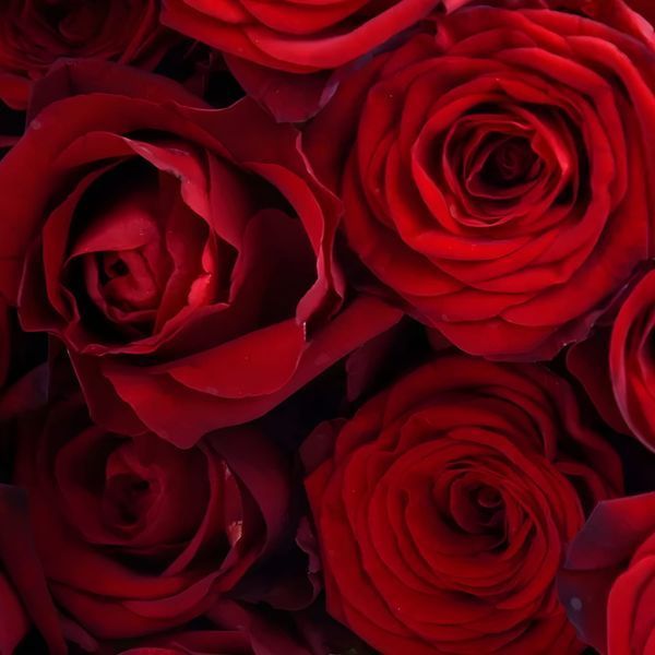 Троянда Red Naomi (Ред Наомі) ROS-CL-RN фото