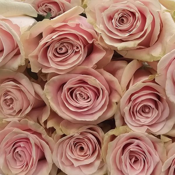Троянда Mondial Pink (Мондіаль) ROS-CL-MONP фото